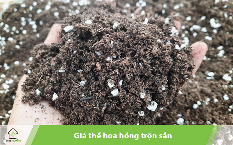 Dinh dưỡng là yếu tố quan trọng nhất cần có của giá thể trồng hoa hồng