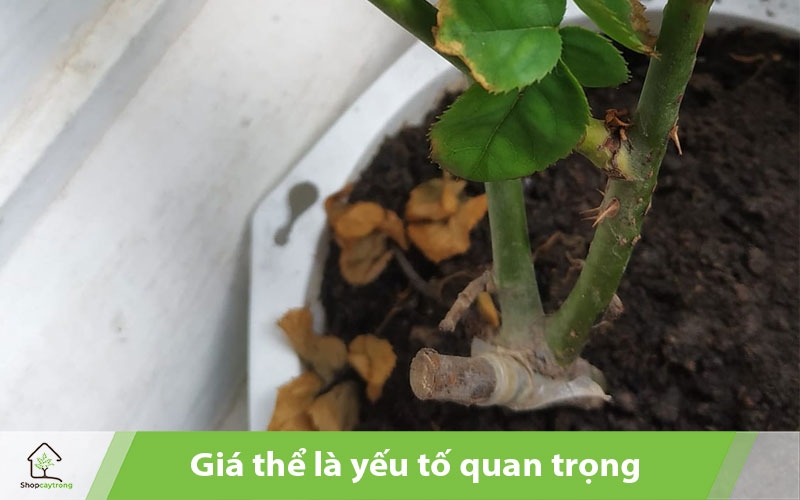 Giá thể trồng hoa hồng đạt chuẩn sẽ giúp cây sinh trưởng tốt