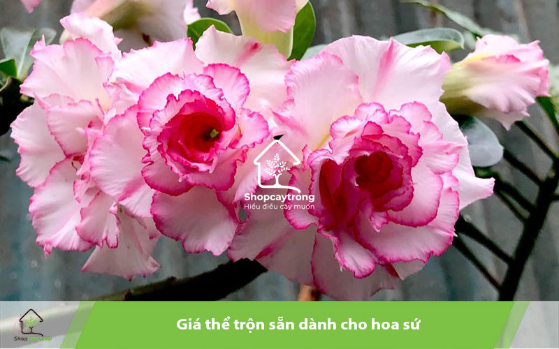 Potting Mix BA giá thể trồng hoa sứ hoàn hảo