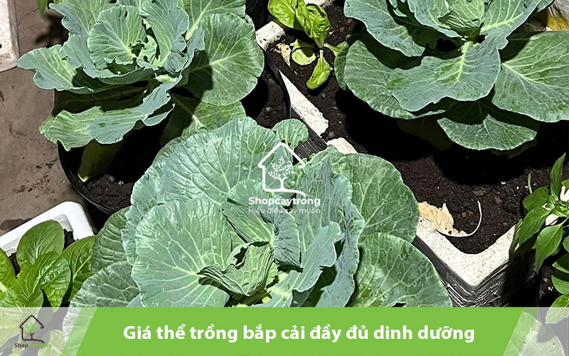 Giá thể trồng rau bắp cải phải sạch, đảm bảo an toàn cho cây.