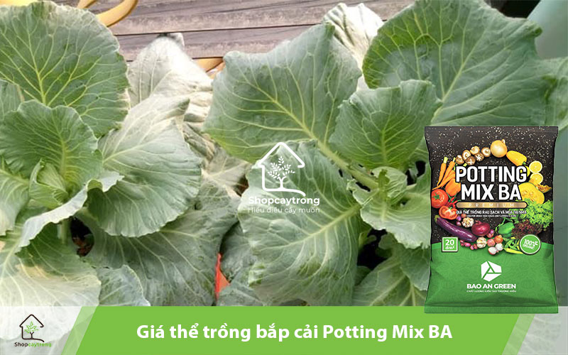 Potting Mix BA là giá thể chất lượng, tiện lợi giúp vụ mùa bắp cải đạt năng suất cao.