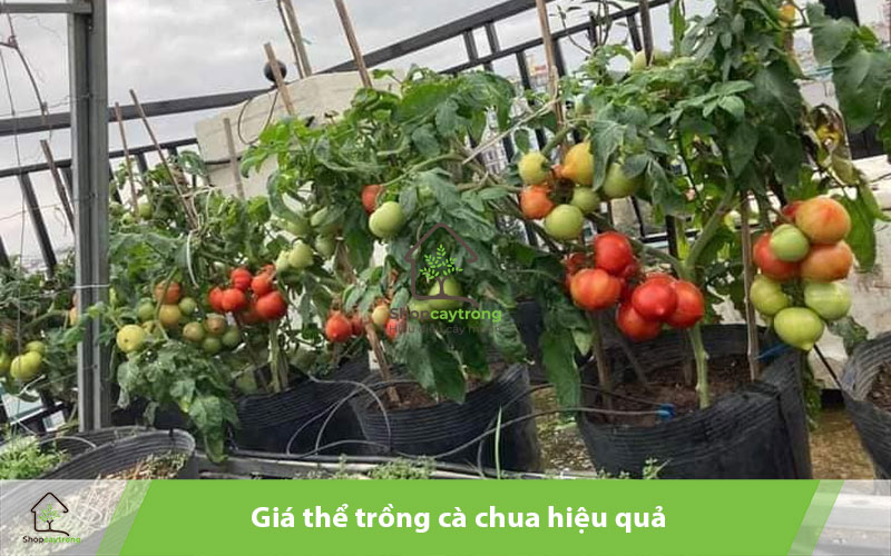 Tiến hành trồng cà chua bằng đất xơ dừa 