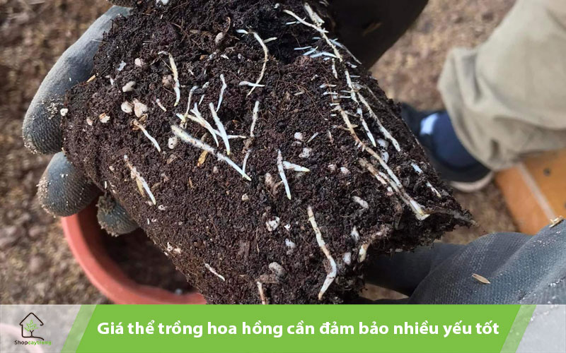 Giá thể cần đảm bảo nhiều yếu tố