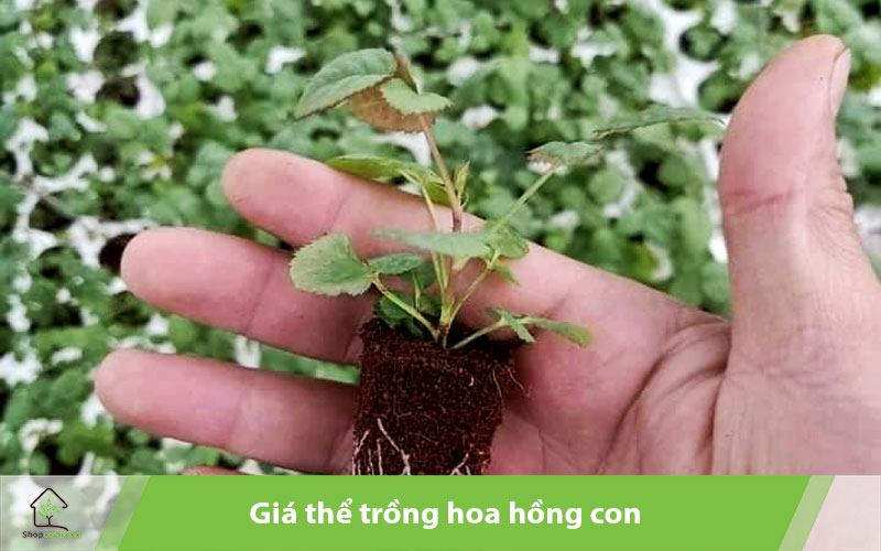 Giá thể cần đảm bảo đủ dinh dưỡng, độ tơi xốp, thoáng khí