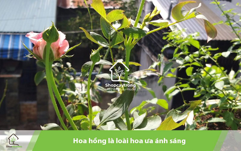 Bạn nên trồng hoa hồng nơi có ánh sáng thích hợp