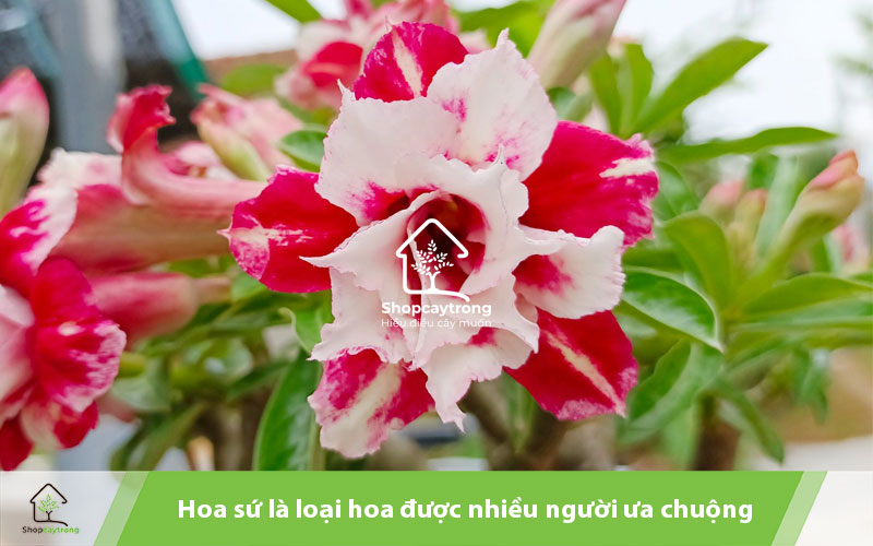 Hoa sứ mang vẻ đẹp thanh thoát, tinh tế