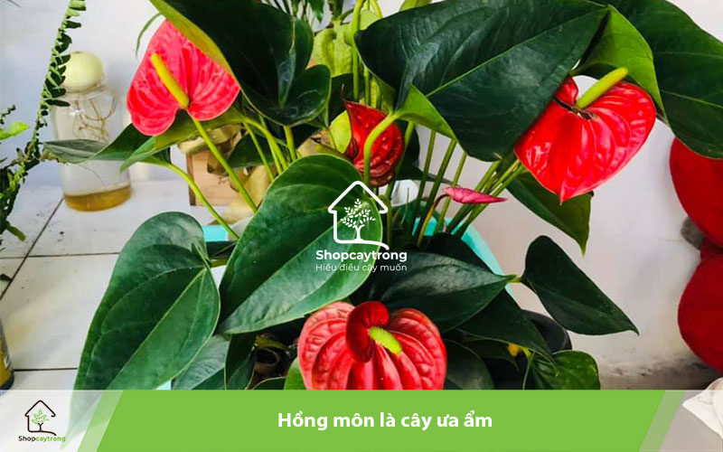 Giá thể cần không chứa mầm bệnh giúp hoa hồng môn phát triển tốt