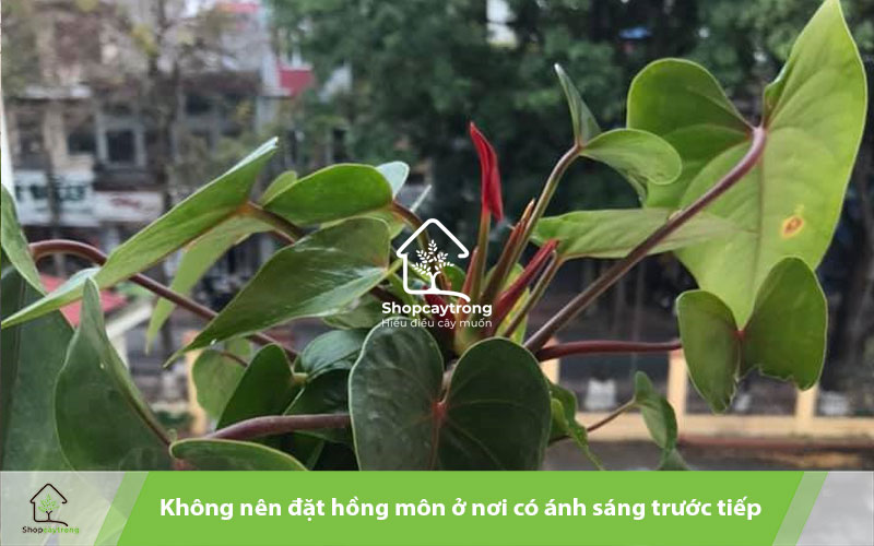 Nên chú ý đến chế độ chăm sóc cây sau khi trồng