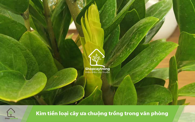 Kim tiền được các văn phòng trồng cảnh rất nhiều