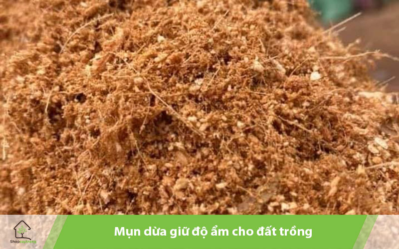 Mụn dừa duy trì độ ẩm cho cây