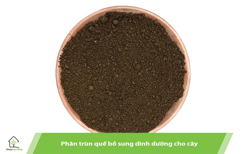 Sử dụng phân trùn quế trồng sung mỹ con 