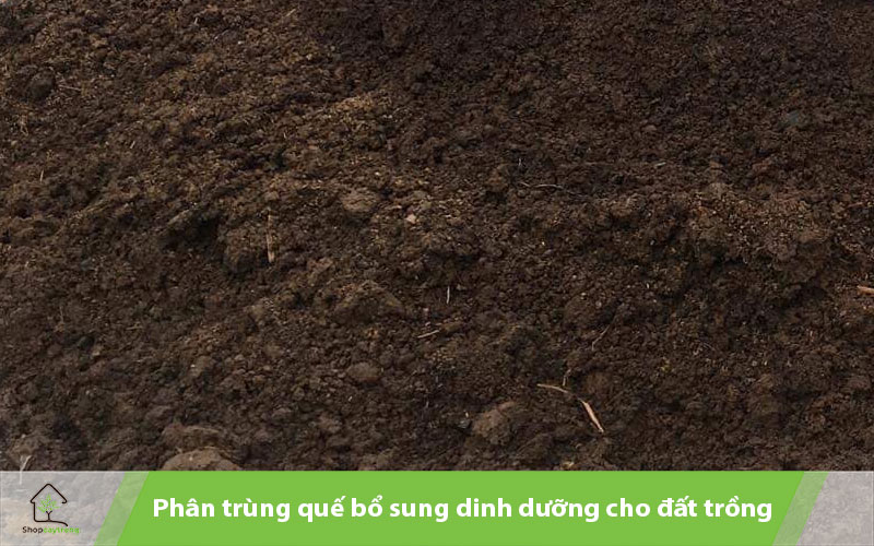 Phân trùn quế bổ sung dinh dưỡng cho hoa hồng