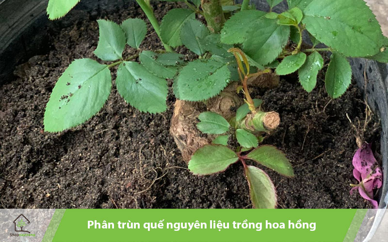 Nên lựa chọn các loại phân hữu cơ để trộn giá thể trồng hoa hồng