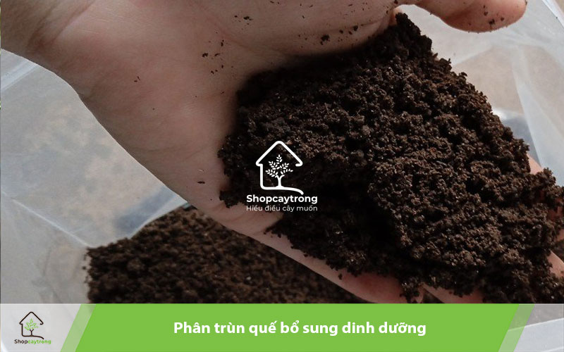 Phân trùn quế cung cấp dinh dưỡng cho hương thảo