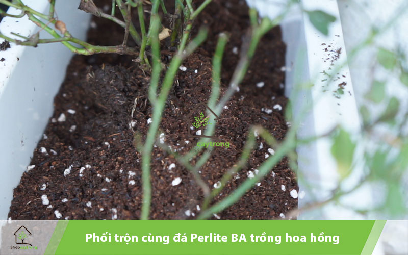 Perlite BA giá thể được dùng trong trồng hoa hồng