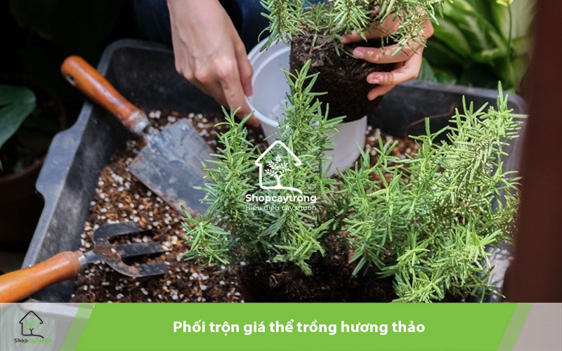 Phối trộn giá thể trồng hương thảo