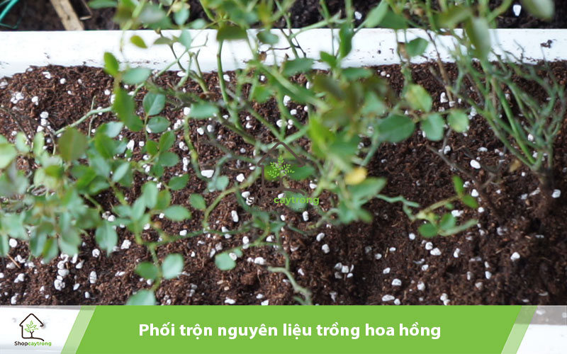 Phối trộn nguyên liệu trồng hoa hồng