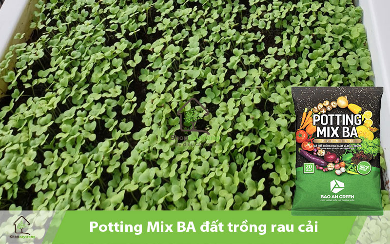 Potting Mix BA tạo môi trường giúp cây sinh trưởng và phát triển tốt.