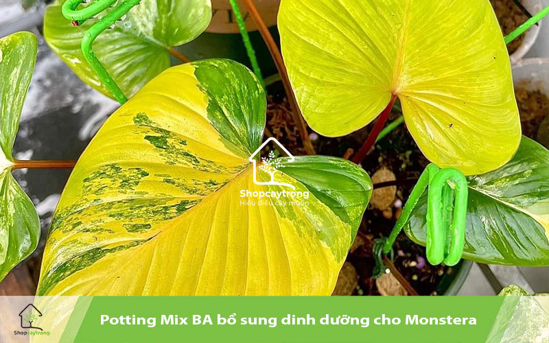 Potting Soil BA giúp tăng kích cỡ kiểng lá