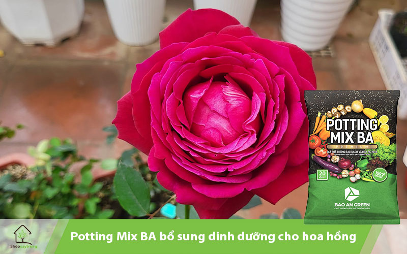 Potting Mix BA giá thể trồng hoa hồng tối ưu