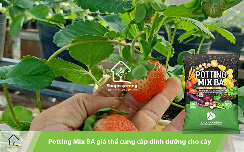 Giá thể trộn sẵn Potting Mix BA