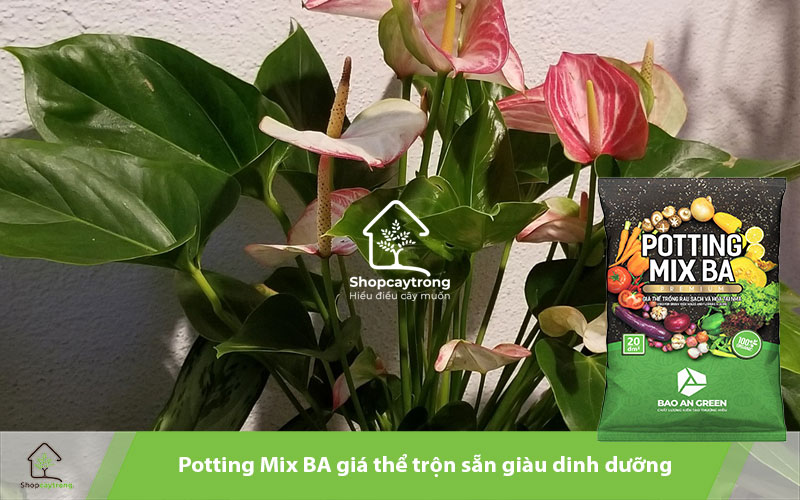 Potting Mix BA giá thể trộn sẵn tiện lợi, hiệu quả