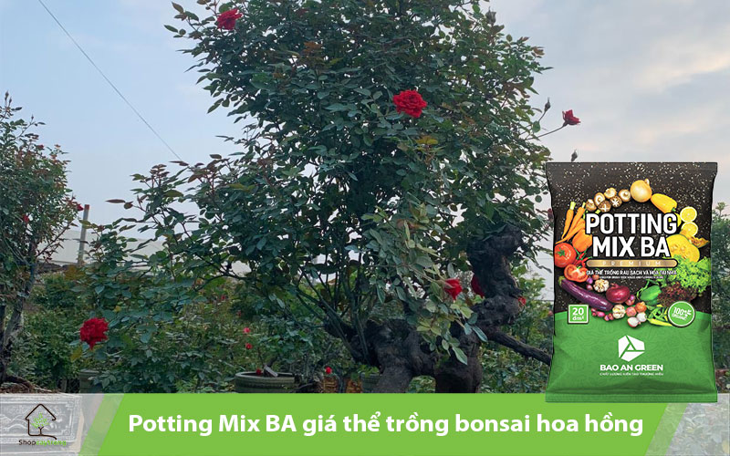 Potting Mix BA mang lại hiệu quả tốt khi trồng bonsai hoa hồng