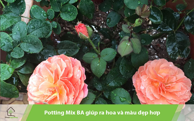Giá thể cung cấp các chất dinh dưỡng thiết cho hoa hồng