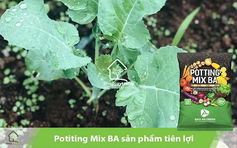 Nên lựa chọn Potting Mix BA để trồng rau cải