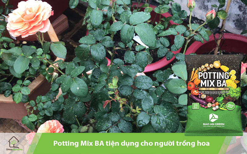 Thành quả trồng hoa hồng mini cùng Potting Mix BA