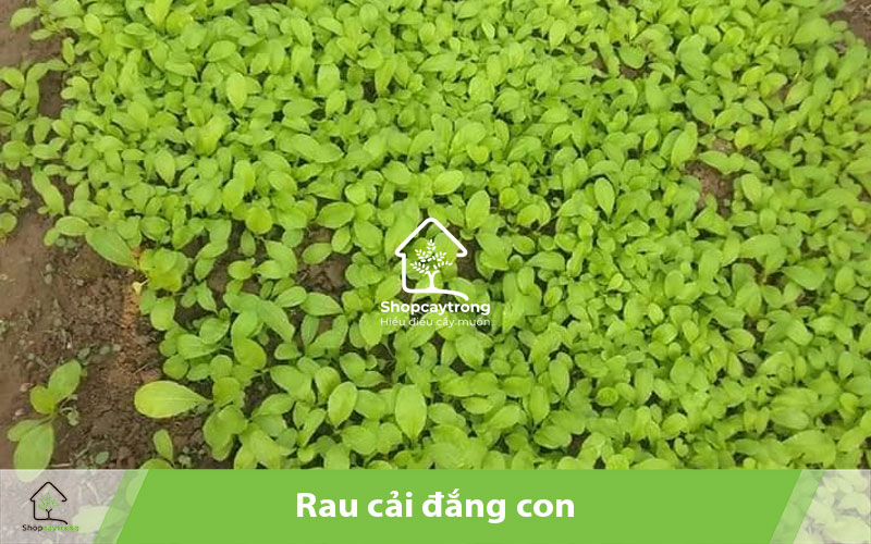 rau cải đắng con