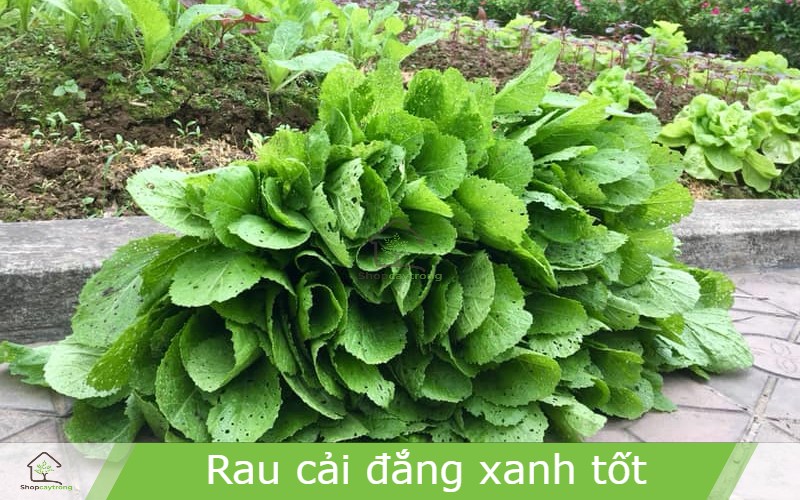 Cải đắng bẹ lá to và rộng