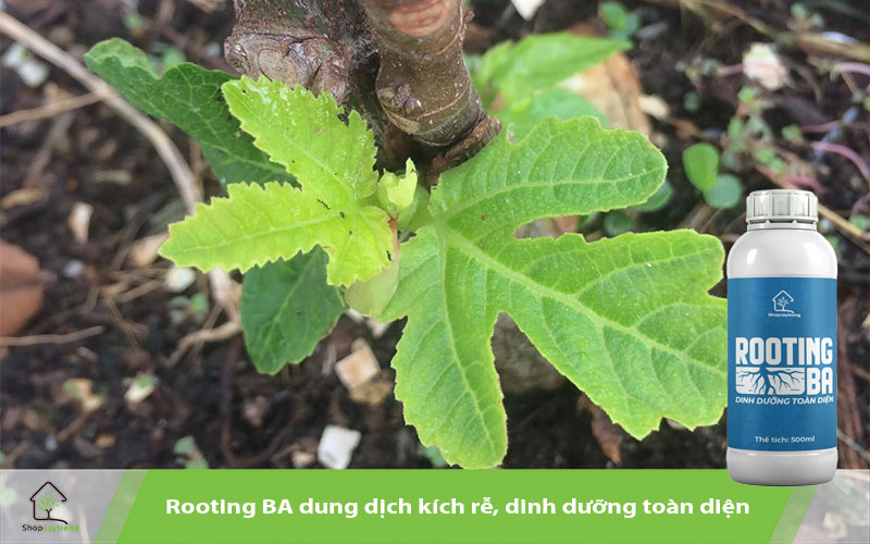 Kích rễ an toàn cùng Rooting BA 