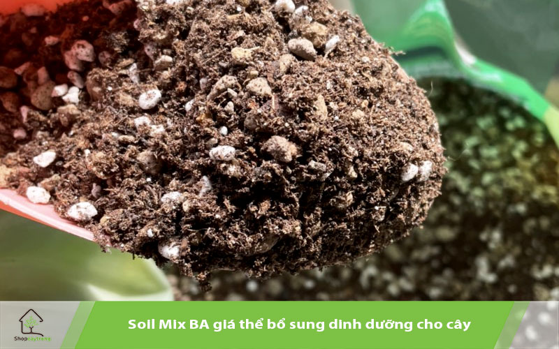 Soil Mix BA giúp cây phát triển tốt hơn