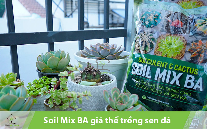 Trồng sen đá bằng Soil Mix BA tiện lợi, tiết kiệm