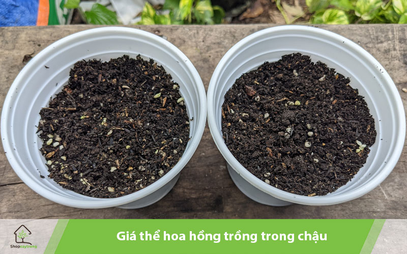 giá thể trồng trong chậu