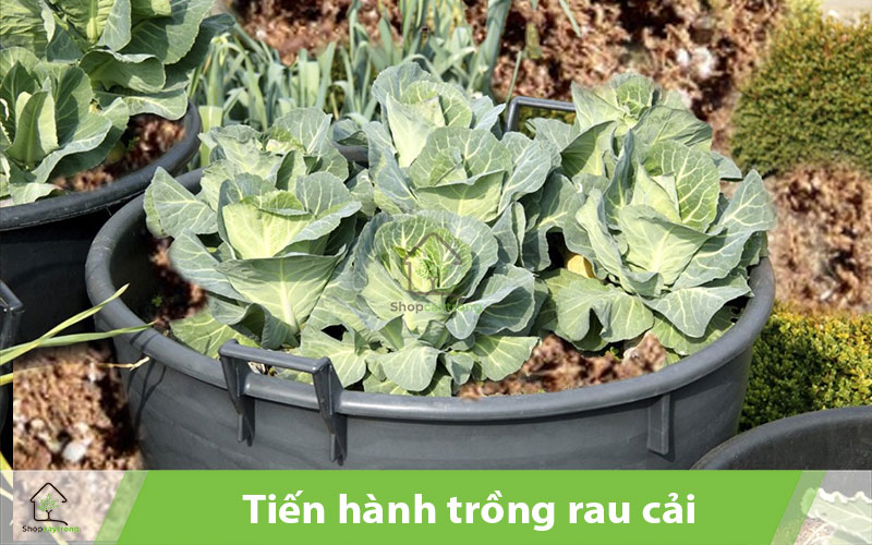 Chọn giống và bắt đầu trồng rau bắp cải