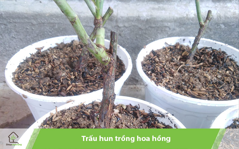 Sử dụng trấu hun làm giá thể trồng hoa hồng