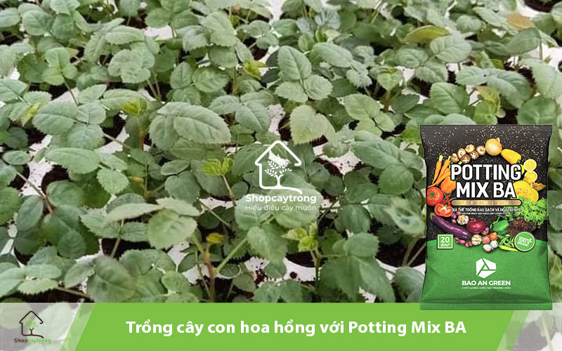 Trồng hoa hồng bonsai cùng Potting Mix BA