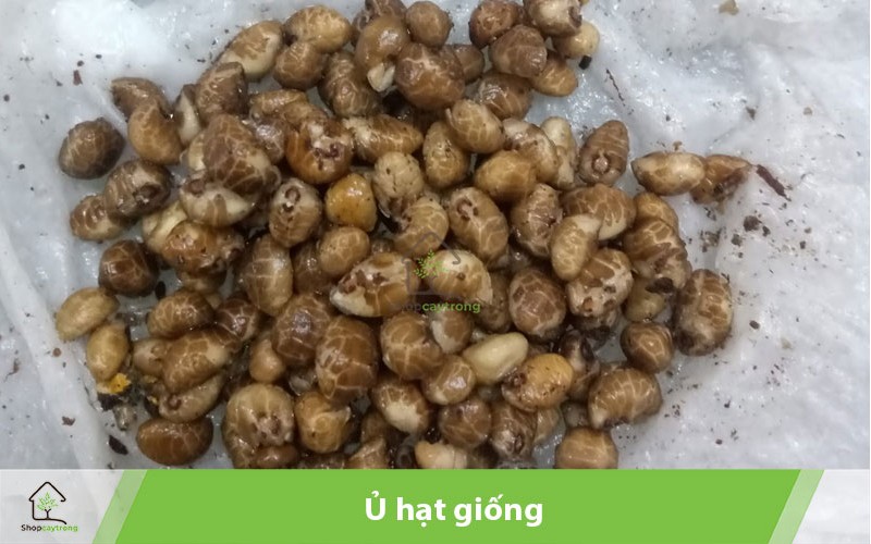 Cần ủ hạt giống trước khi tiến hành trồng rau sạch