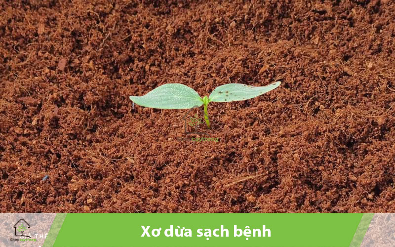 Chỉ sử dụng xơ dừa đã qua xử lý để trồng