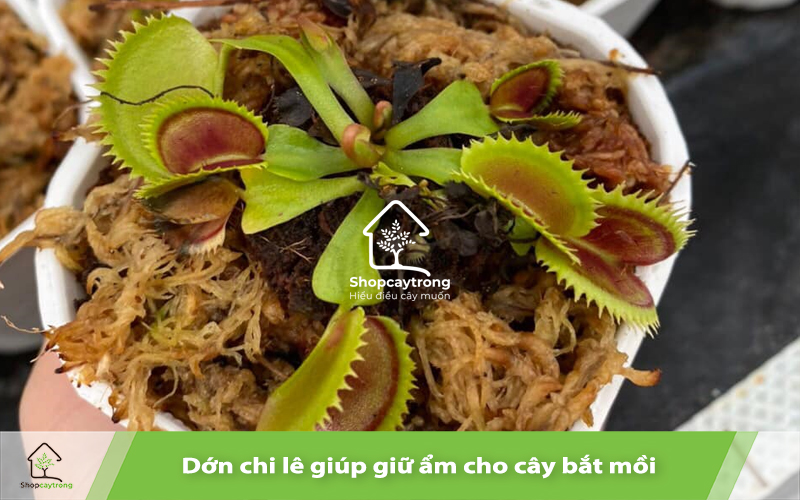 Dớn Chi-lê giữ ẩm tốt 