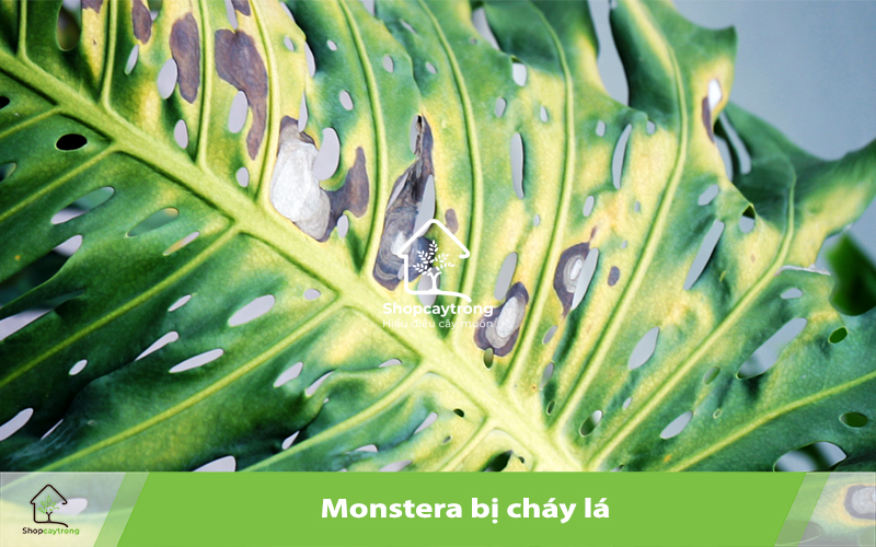 Cháy lá là dấu hiệu cho thấy Monstera của bạn đang gặp vấn đề