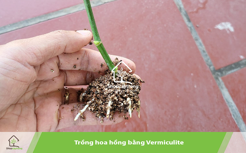 Vermiculite là một trong những thành phần quan trọng không thể thiếu trong giá thể.