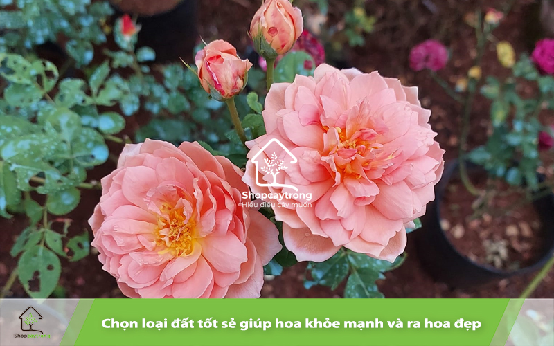 Đất trồng hoa giúp cây phát triển tốt