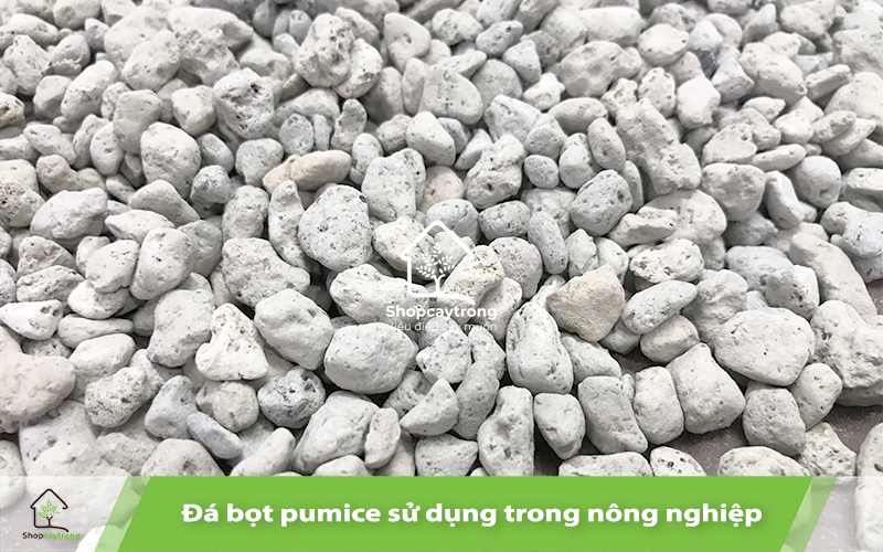 Đá bọt Pumice hỗ trợ thoát nước 