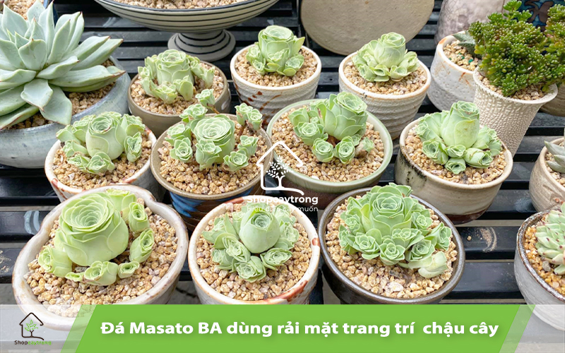 Đá Masato dùng rải mặt 