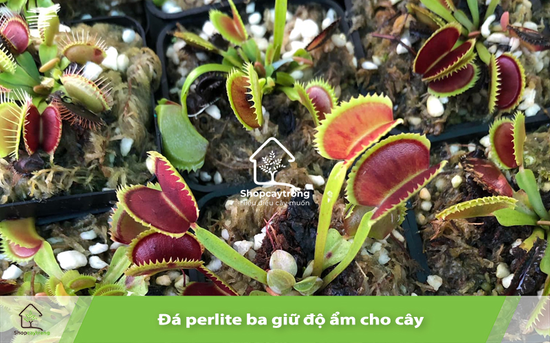 Perlite BA trồng cây bắt mồi 