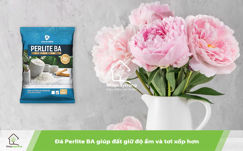 Đá khoáng Perlite tăng độ tơi xốp, giúp rễ phát triển tốt