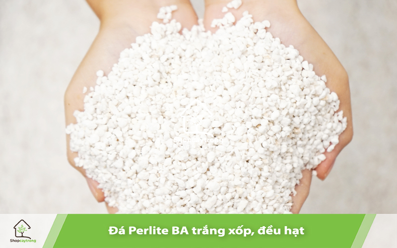 Đá khoáng Perlite 